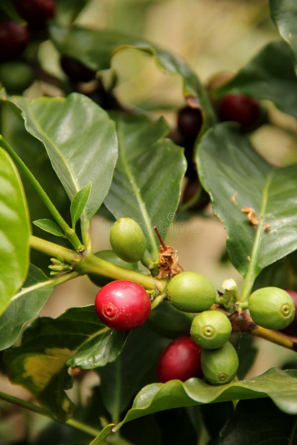 Australian Coffee Beans Stock Photos Free & RoyaltyFree Stock Photos
