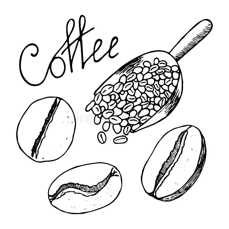 Coffee beans and scoop full of them. Contour hand drawn sketch. Vector illustration isolated on white background.