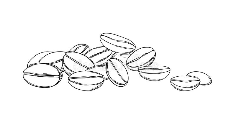 Coffee beans sketch. Aromatic coffee seeds isolated on white background. Vector illustration