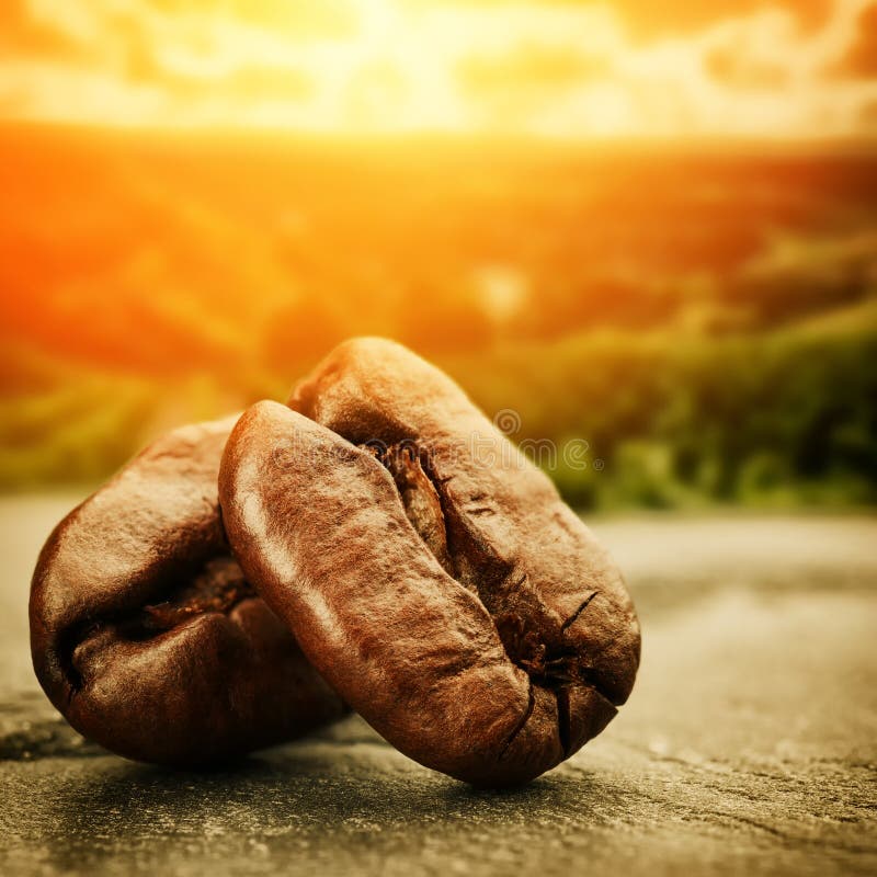 Coffee beans with sunset over plantation valley royalty free stock photography Coffee beans with sunset over plantation valley royalty free stock photography