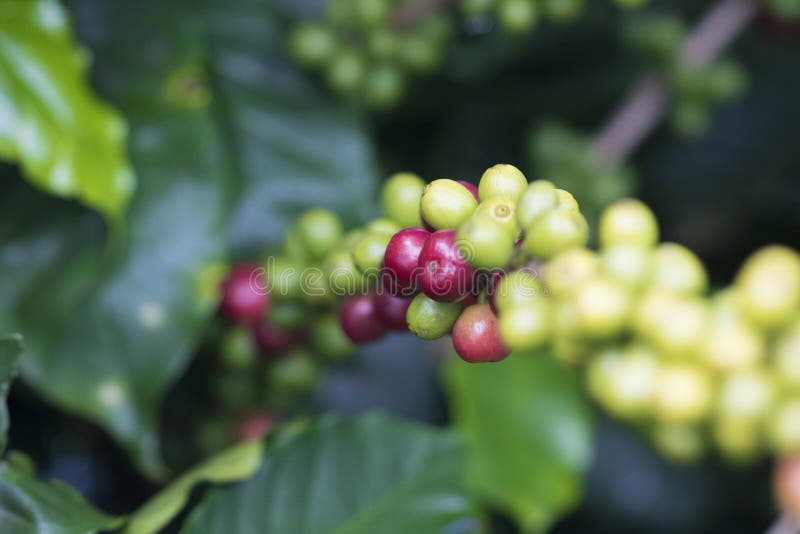 Coffee Beans on Coffee Tree, Branch of a Coffee Tree with Ripe Fruits