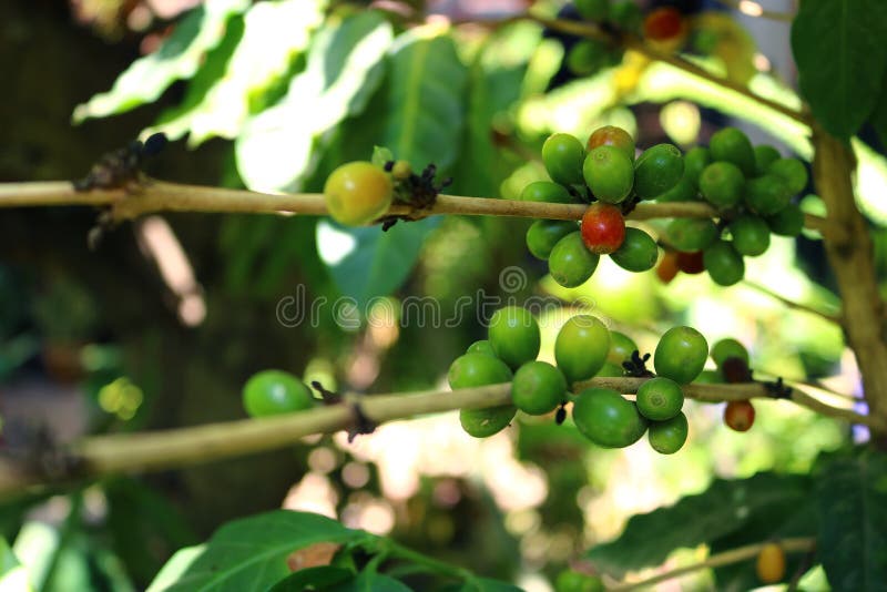 Coffee beans on tree stock photo. Image of natural, agriculture 102415528
