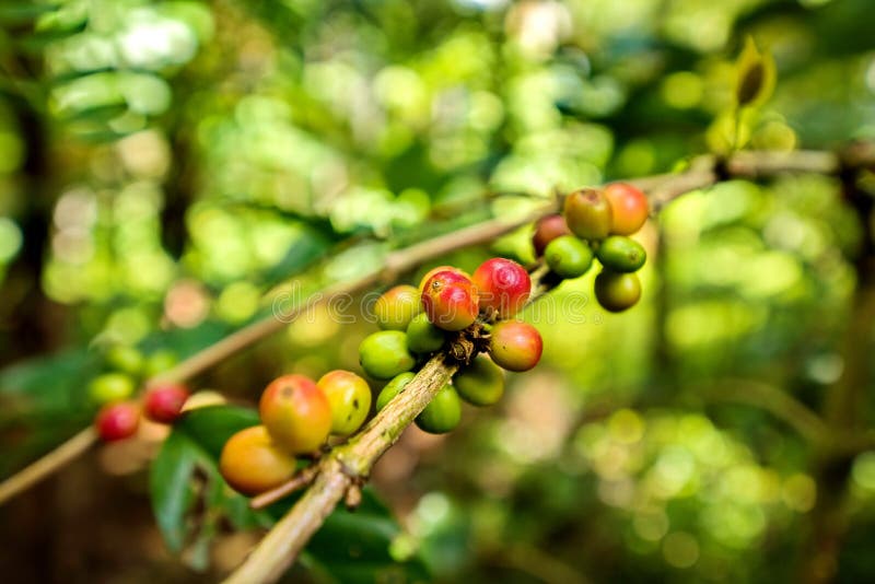 Coffee Beans on the Branch in Coffee Plantation Farm. Arabica Coffee