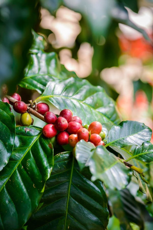 Coffee beans on tree stock image. Image of nature, farm 88110731