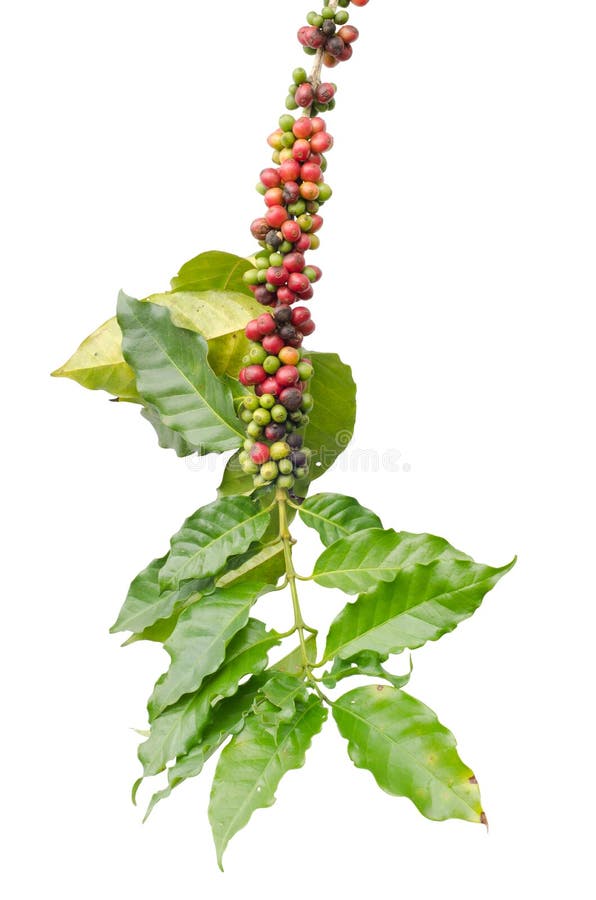 Young Coffee Trees Conilon Robusta Coffea Stock Photo 2348722393