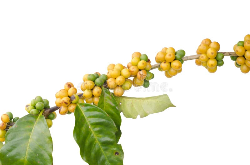 Coffee Beans On Trees Picture. Image 35218770
