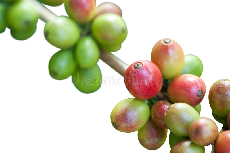 Coffee beans on white