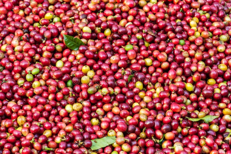 Coffee berries on its tree stock image. Image of plant 110599635