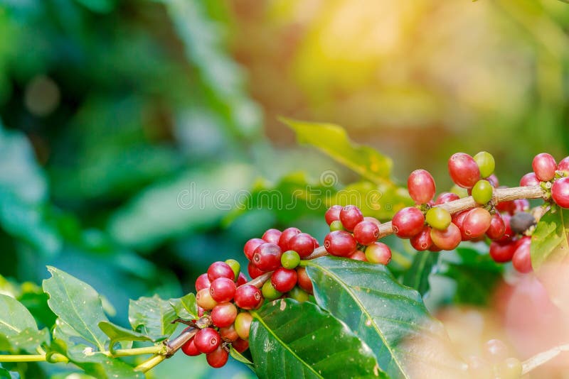 Coffee berries on its tree stock image. Image of outdoor 119475311