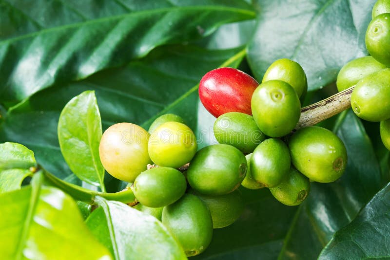 Coffee berries stock photo. Image of fruit, natural, macro 37893524