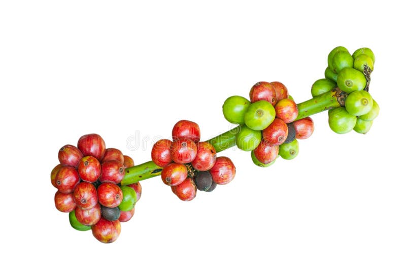 Coffee berry isolate stock photo. Image of care, fresh 38349690