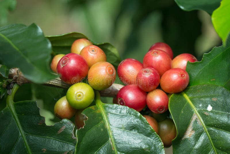 Coffee Berry Ripening on a Tree Stock Image Image of ripening, close
