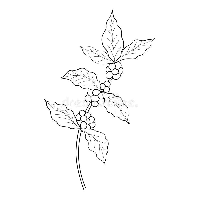 Coffee branch