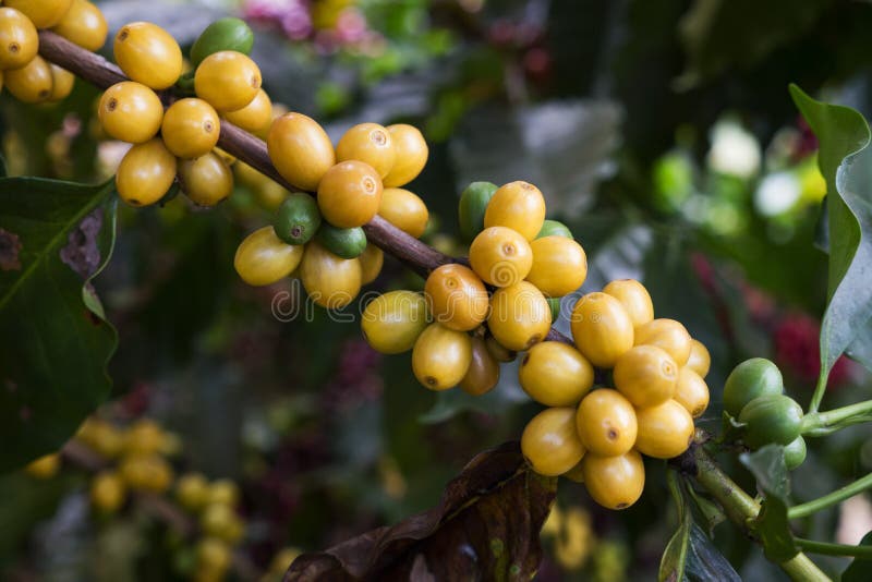 Coffee cherries stock photo. Image of bunch, ripe, south 78031384