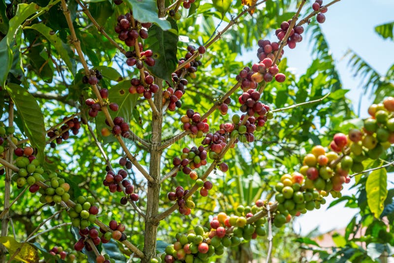 Coffee cherries on a plant stock photo. Image of arabica 62950064