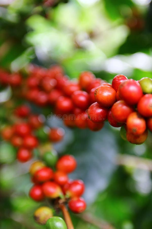 Coffee cherries stock image. Image of roasted, mountain 91110893