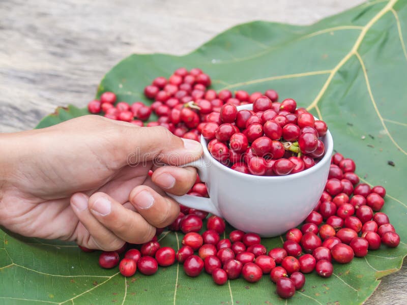 Coffee cherries stock image. Image of imports, coffee 35948563