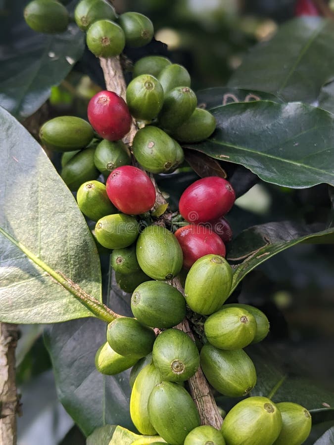 Coffee Cherry with Agroforestry System Stock Image Image of fruit, agroforestry 273099823