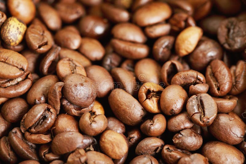 Coffee Crop stock photo. Image of colombian, tree, tropical 31340696