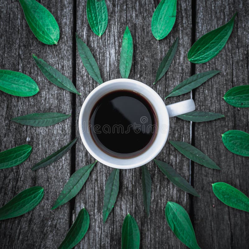 Coffee Cup on Green Leaves Background Flat Lay. Stock Photo Image of green, flora 79743794