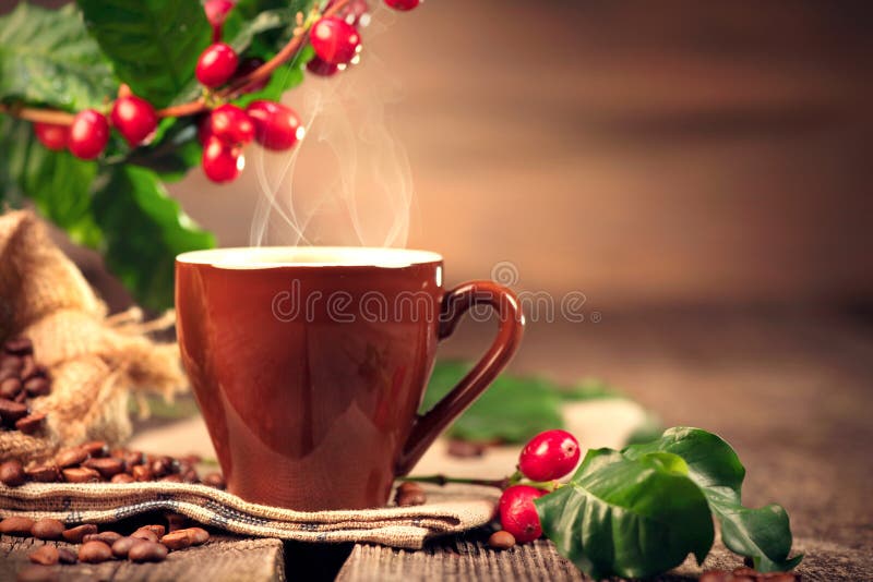 Coffee. Cup of hot coffee closeup and real coffee beans royalty free stock images Coffee. Cup of hot coffee closeup and real coffee beans royalty free stock images