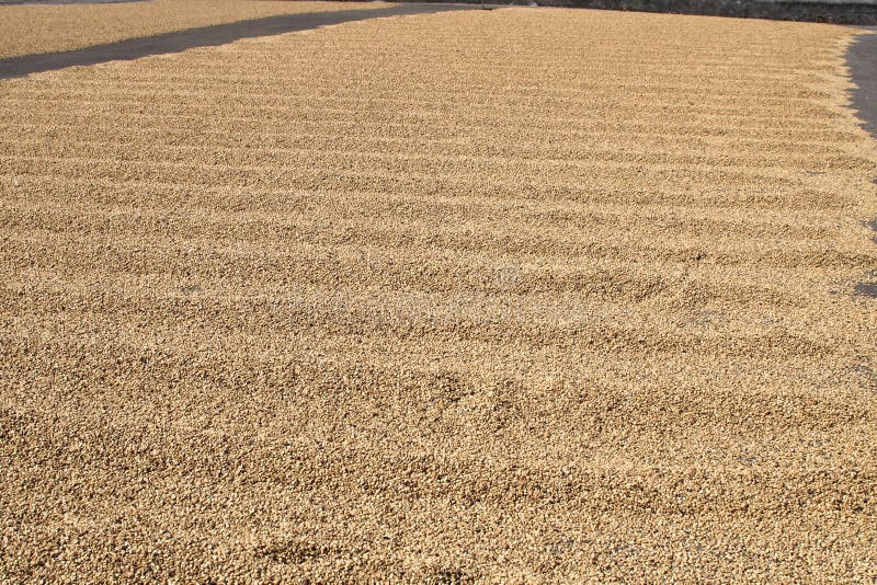 Coffee Drying on Coffee Farm Yard Stock Image Image of drying, countryside 157685359