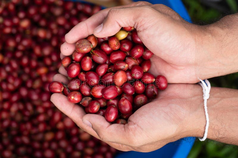 Coffee farmer picking ripe robusta coffee berries for harvesting