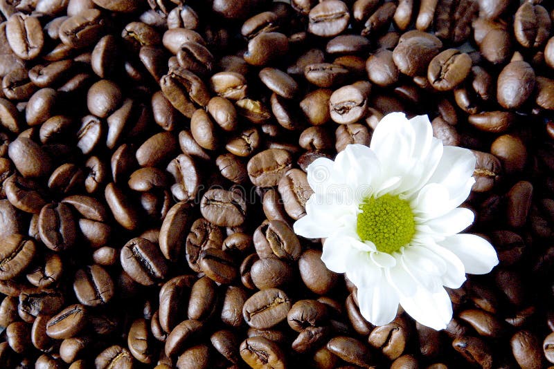 Coffee flower stock photo. Image of jamoke, bean, flowers 778210