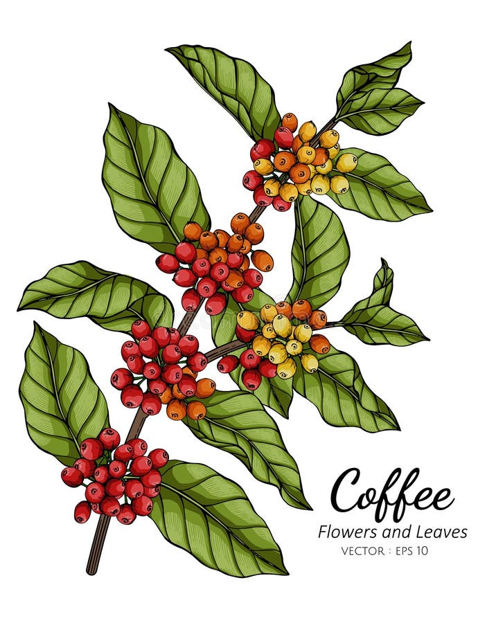 Coffee flower and leaf drawing illustration with line art on white backgrounds stock illustration