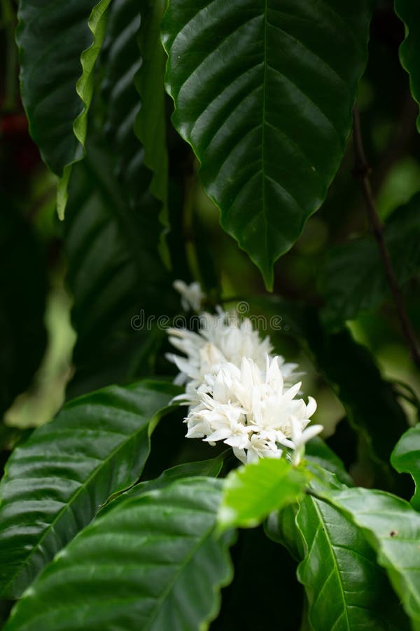 Coffee Flowers Blossom on Coffee Tree Close Up View Stock Photo Image