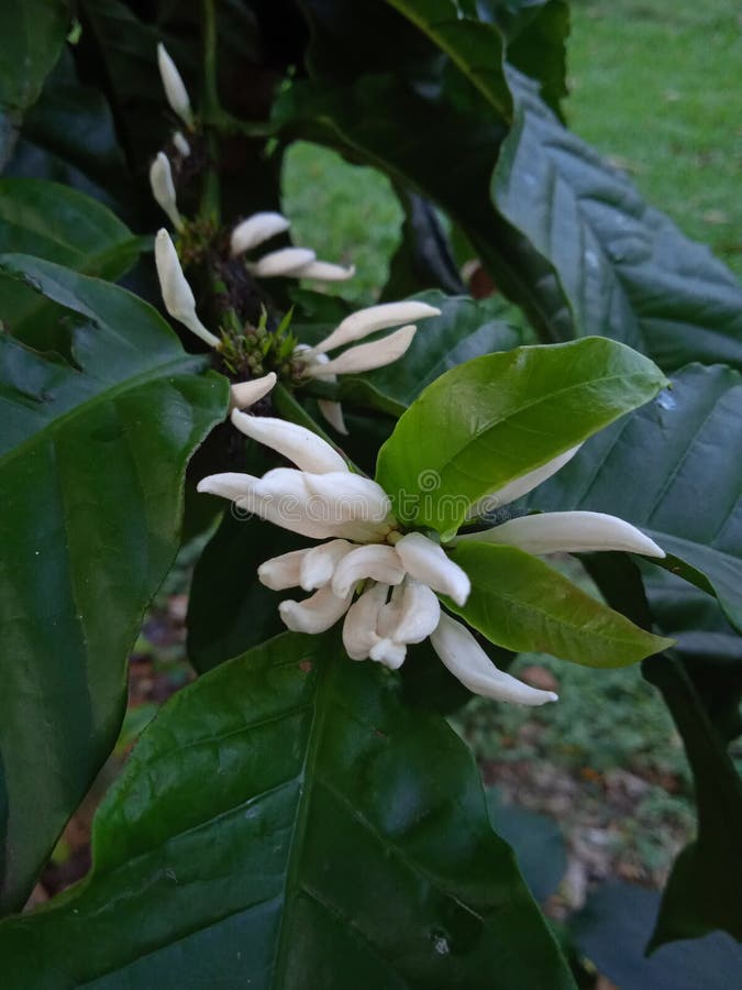 Coffee Flowers are Green and Smell Good Growing on the Side of the Road