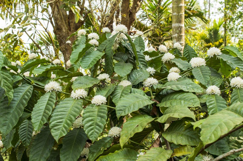 Coffee Flowers in Its Plant Forming a Beautiful Background Stock Photo