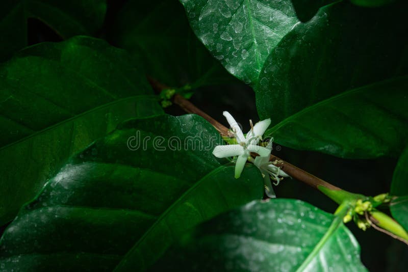 Coffee Flowers and Leaves on Coffee Plant in Natural Light Stock Image