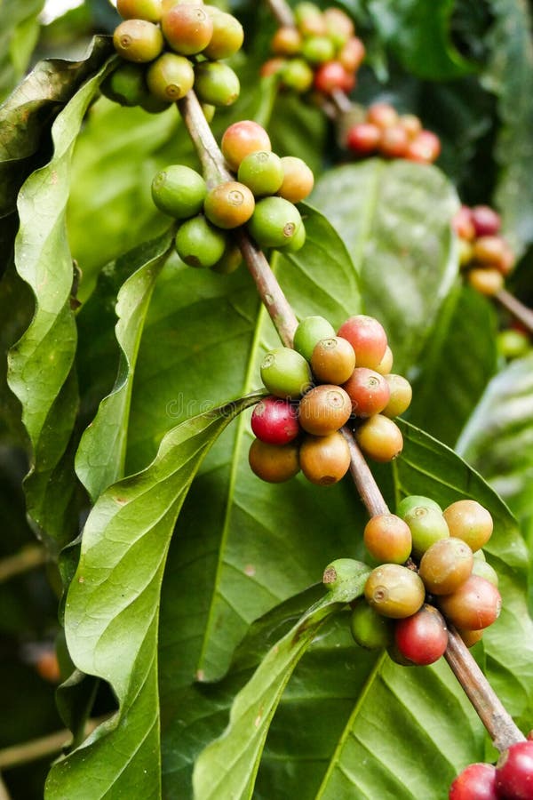 Coffee Fruit Growing in Agricultural Farm Stock Image Image of