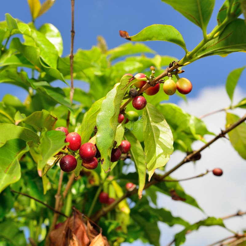 Coffee Fruit Growing in Hawaii Big Island Stock Photo Image of