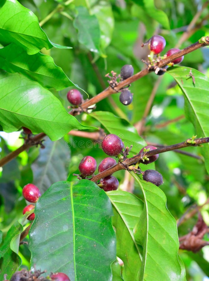 Coffee Fruit Growing in Hawaii Big Island Stock Image Image of famous