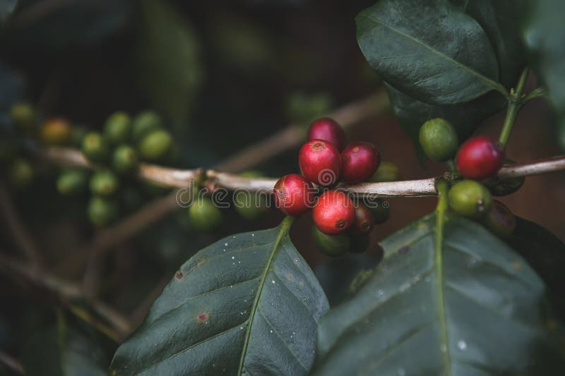 Coffee Fruit Seeds in a Bouquet Stock Photo Image of ecuador, color