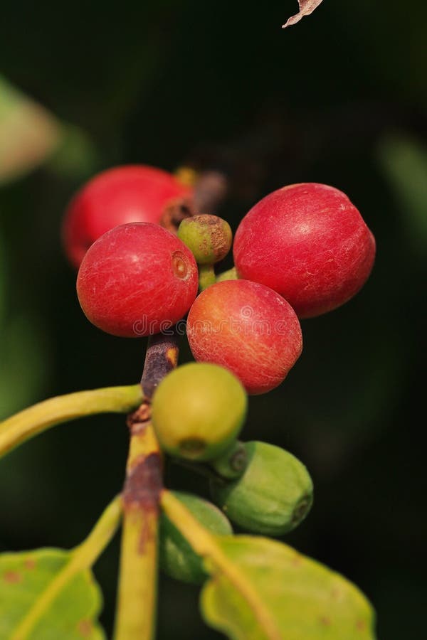 Coffee fruit set stock image. Image of drink, natural 74628285