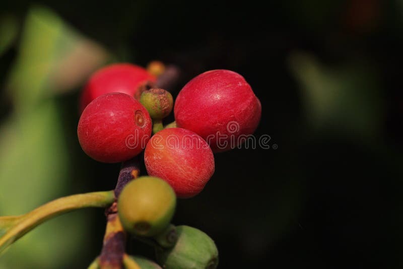 Coffee fruit set stock photo. Image of harvest, variety 74628392