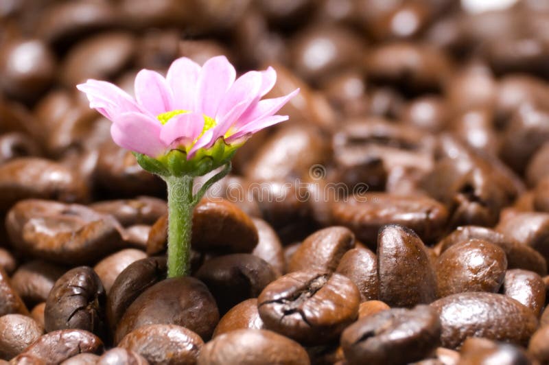 Coffee gives vitality