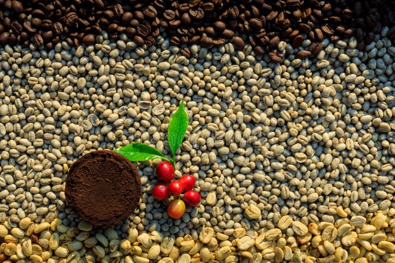 Coffee Grounds and Coffee Cup and Red with Green Leaves and Dried ...