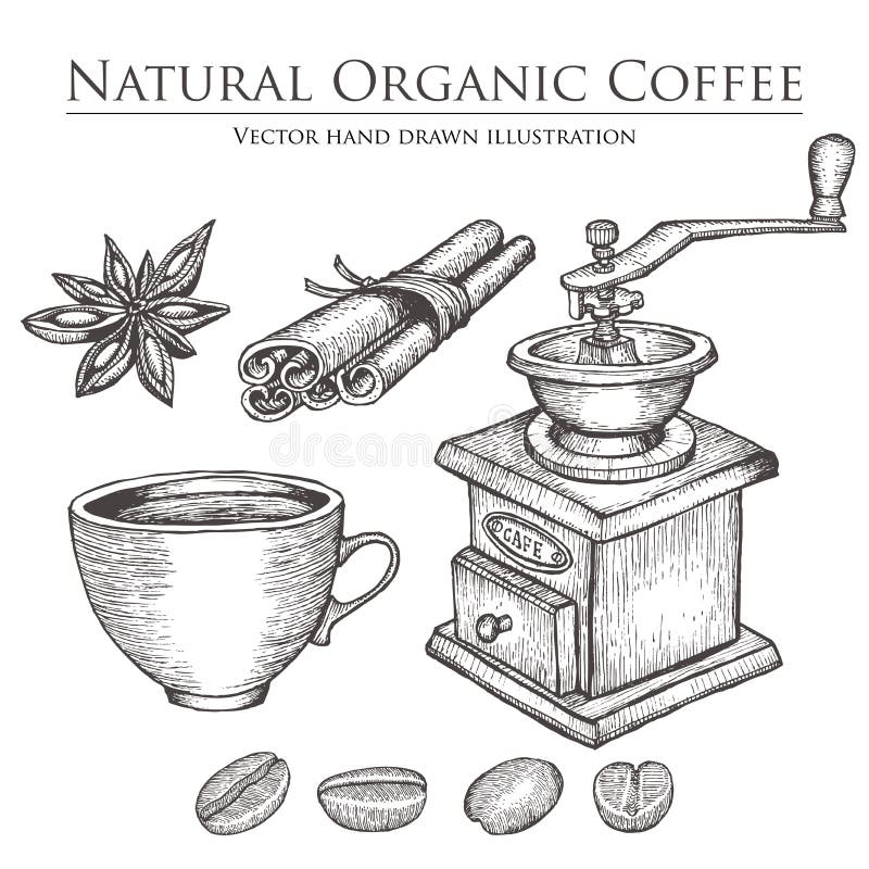 Coffee mill ,bean, seed, fruit, cinnamon, star anise, cup. Hot natural organic caffeine drink set. Hand drawn vector illustration