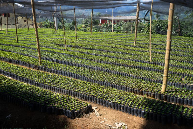 Coffee nursery tree stock image. Image of colour, cafe 71389823
