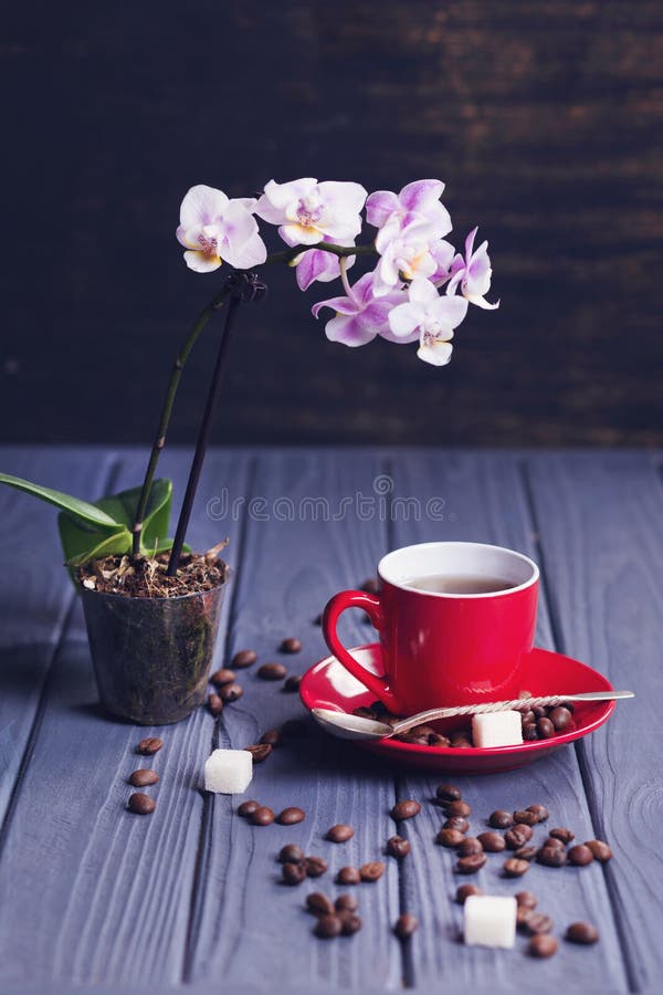 Coffee with orchid stock photo. Image of natural, valentines 115119050