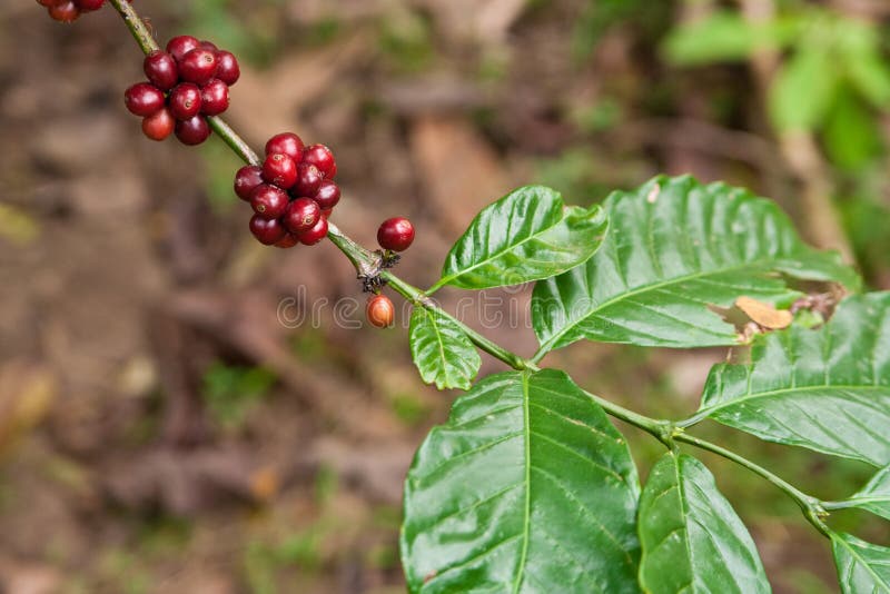 Coffee plant stock photo. Image of plant, crop, outdoor 14491622