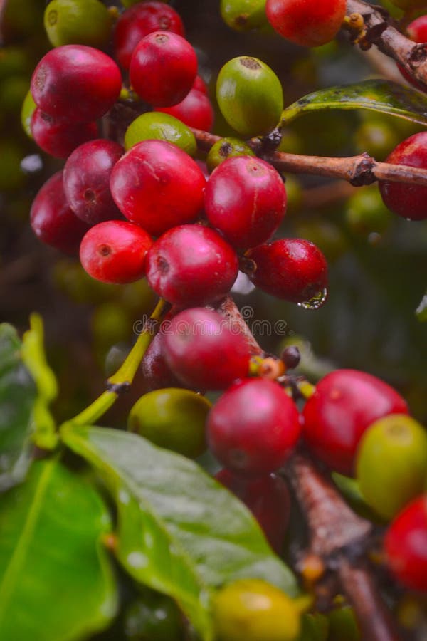 Coffee plant 2 stock image. Image of plant, fruit, land 88227529
