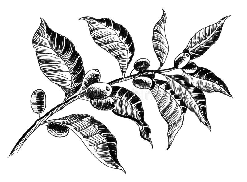 Coffee plant stock illustration. Illustration of crop 92547282