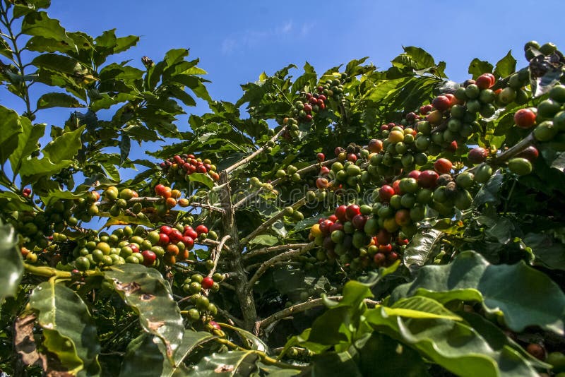 Coffee plant in field stock photo. Image of growth, caffeine 113094104