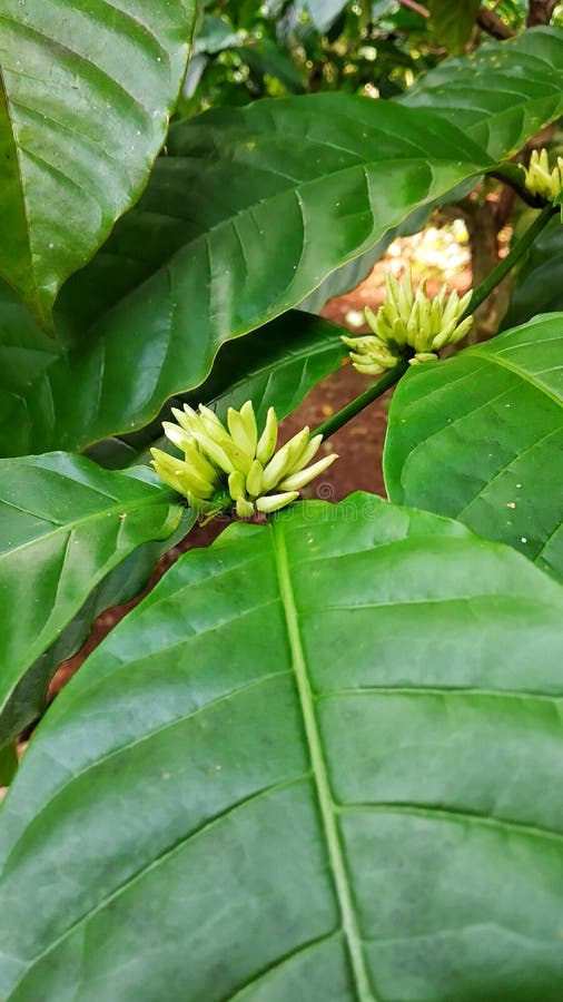 Coffee plant flower stock photo. Image of flower, leaf 254036918