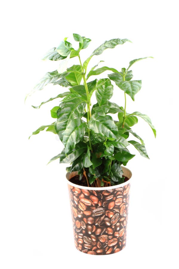 Coffee plant isolated stock image. Image of background 45854163